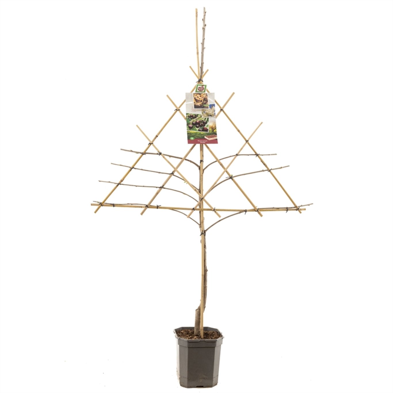 Prunus a. 'Lapins' - C7.5 150 CM Espalier